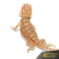 Inferno Dunner Leatherback Bearded Dragon