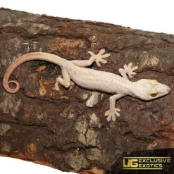 Hypo White Lined Gecko