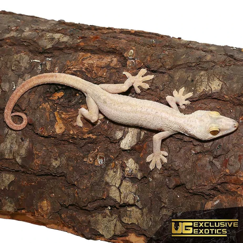 Hypo White Lined Gecko