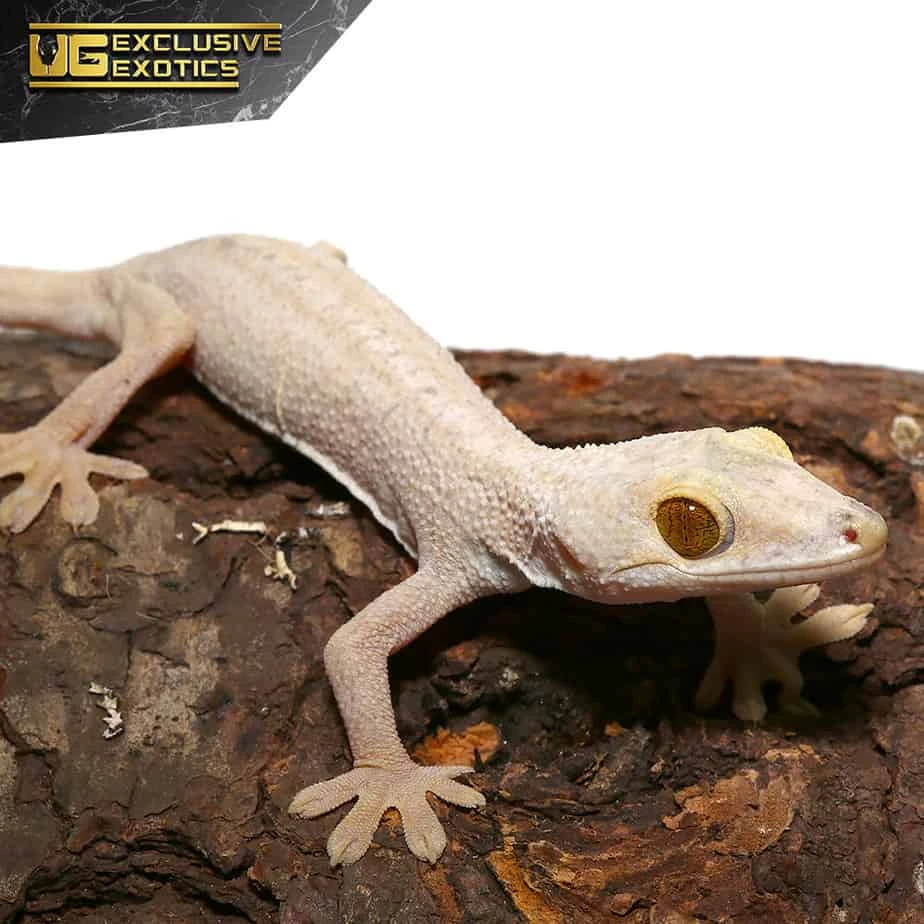 Hypo White Lined Gecko - Image 2