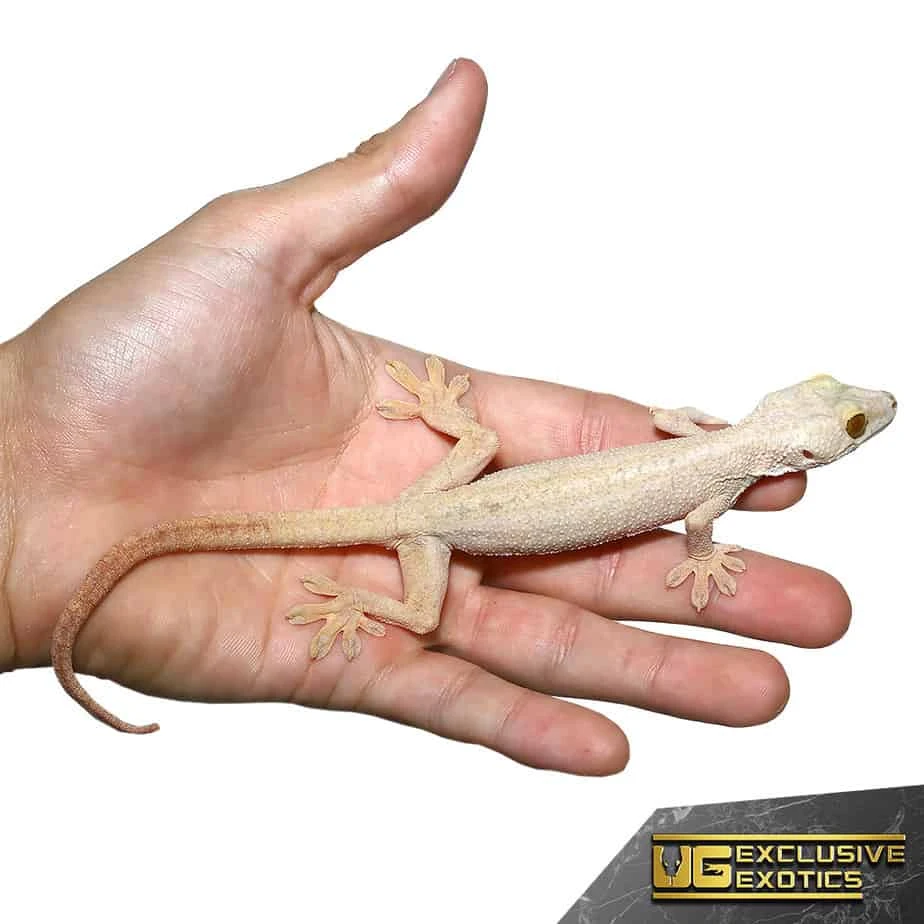 Hypo White Lined Gecko - Image 3
