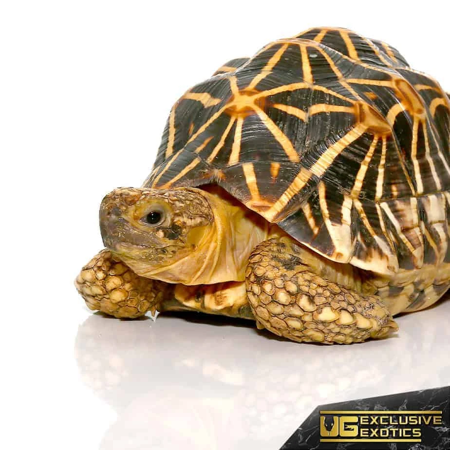 Indian Star Tortoise