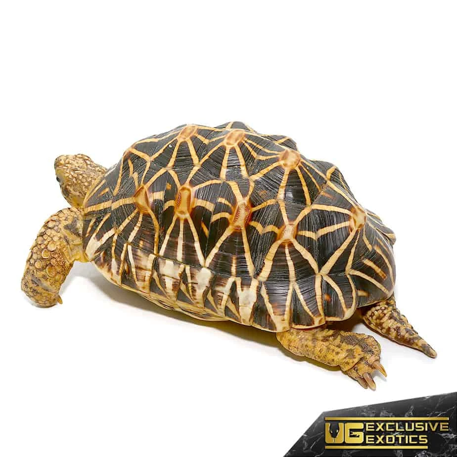 Indian Star Tortoise - Image 3