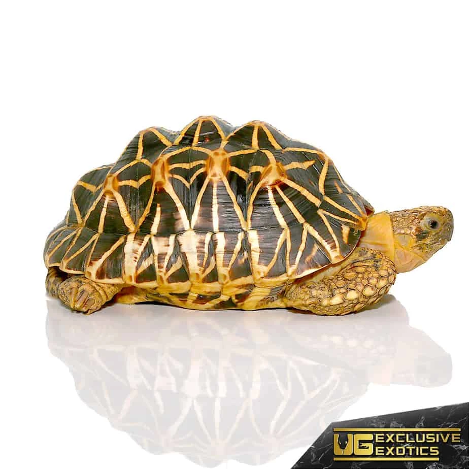 Indian Star Tortoise - Image 2