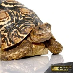 Female Leopard Tortoise
