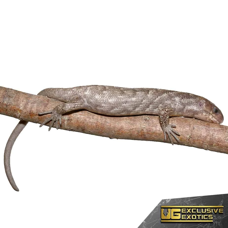 Baby Anery Monkey Tail Skink - Image 3