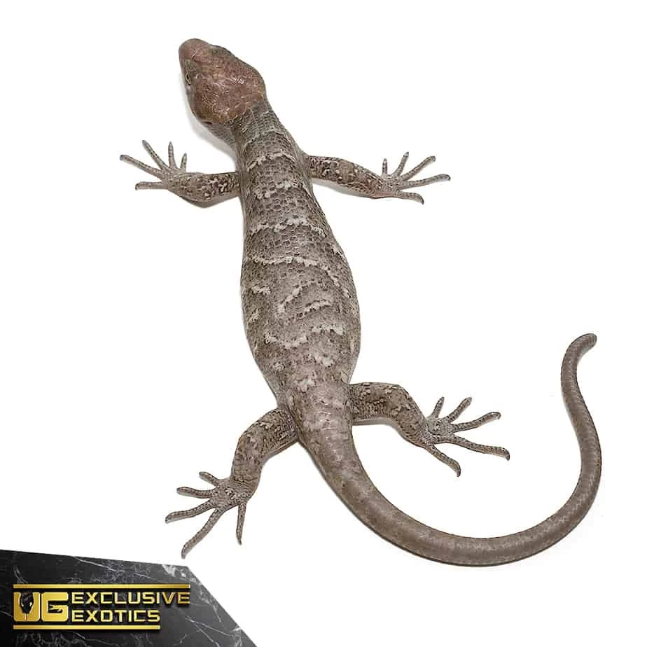 Baby Anery Monkey Tail Skink - Image 4