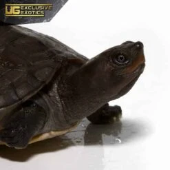 Painted River Terrapin Turtle