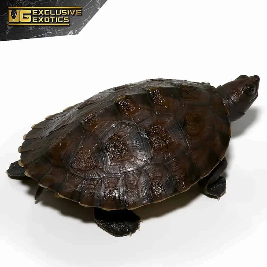 Painted River Terrapin Turtle - Image 3