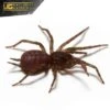 Panamanian Blue Funnel Web Spider (.5 – 1”)