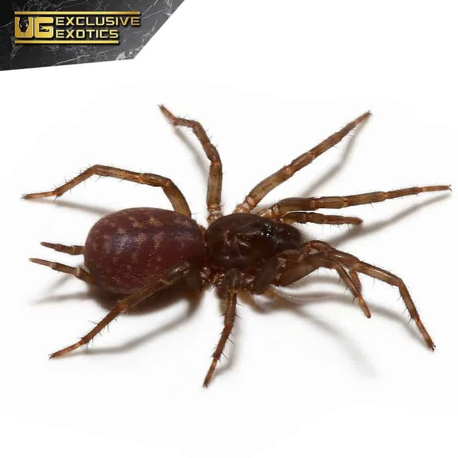 Panamanian Blue Funnel Web Spider (.5 – 1”)