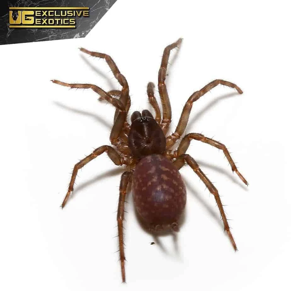 Panamanian Blue Funnel Web Spider (.5 – 1”) - Image 2