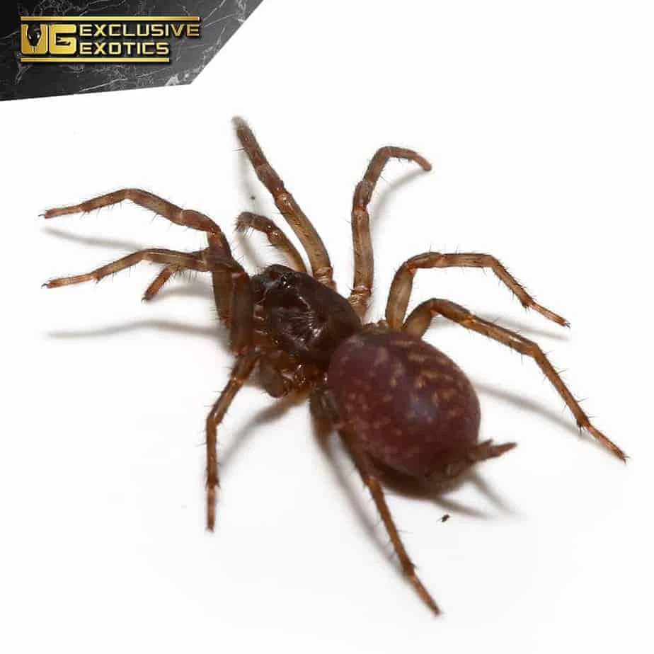 Panamanian Blue Funnel Web Spider (.5 – 1”) - Image 3