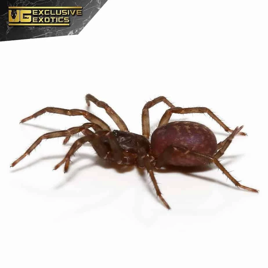 Panamanian Blue Funnel Web Spider (.5 – 1”) - Image 4