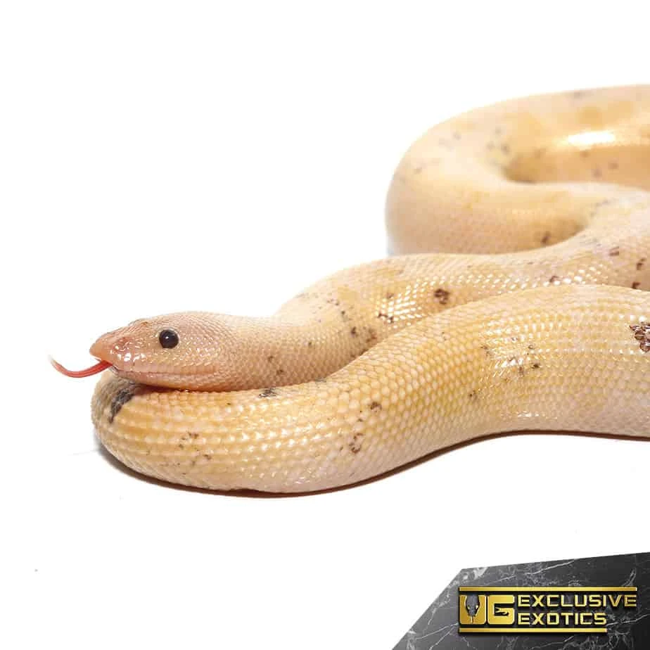 Adult Paradox Snow Stripe Kenyan Sand Boa - Image 4