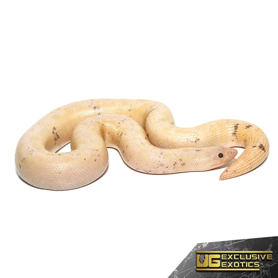Adult Paradox Snow Stripe Kenyan Sand Boa - Image 3
