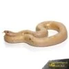 Adult Paradox Snow Stripe Kenyan Sand Boa