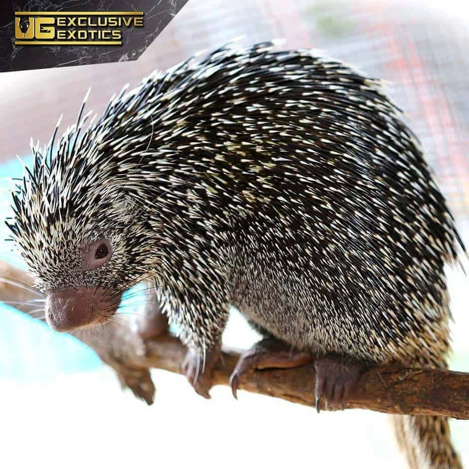 Prehensile Tailed Porcupine