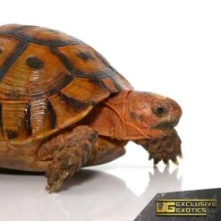 Red Phase Greek Tortoise
