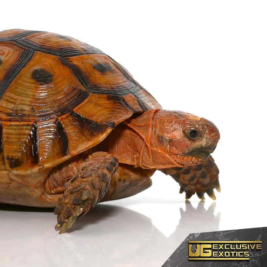 Red Phase Greek Tortoise