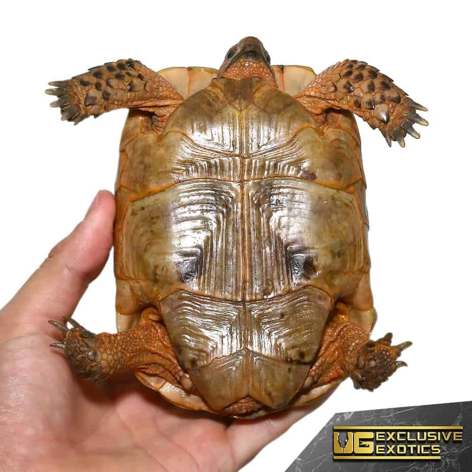 Red Phase Greek Tortoise - Image 3