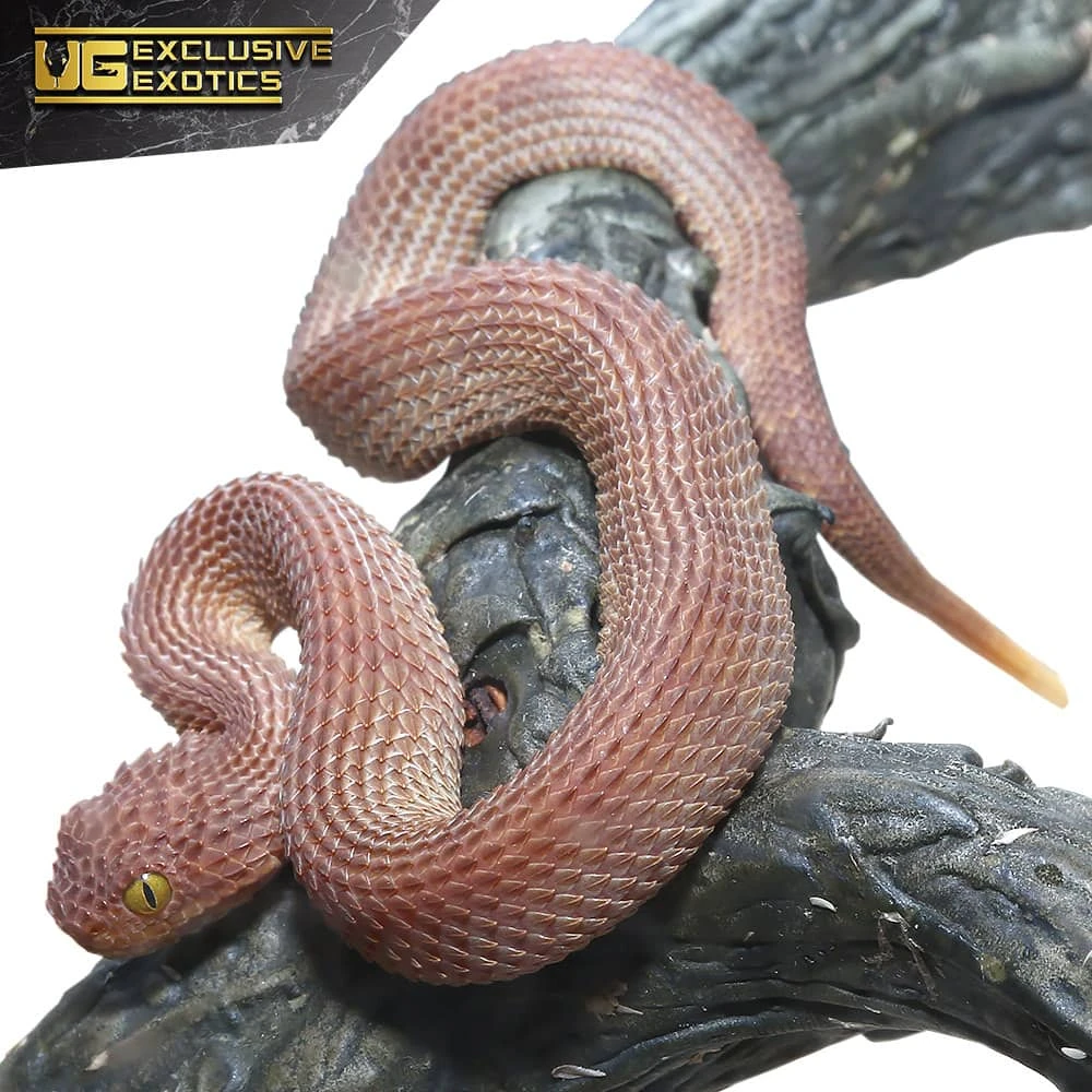 Baby Red Patternless Squamigera Bush Viper