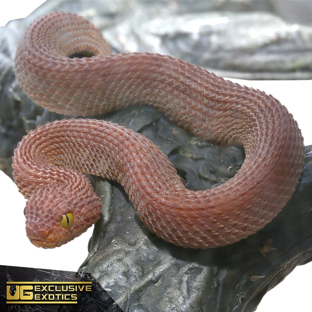 Baby Red Patternless Squamigera Bush Viper - Image 2
