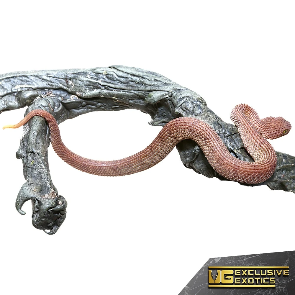 Baby Red Patternless Squamigera Bush Viper - Image 3