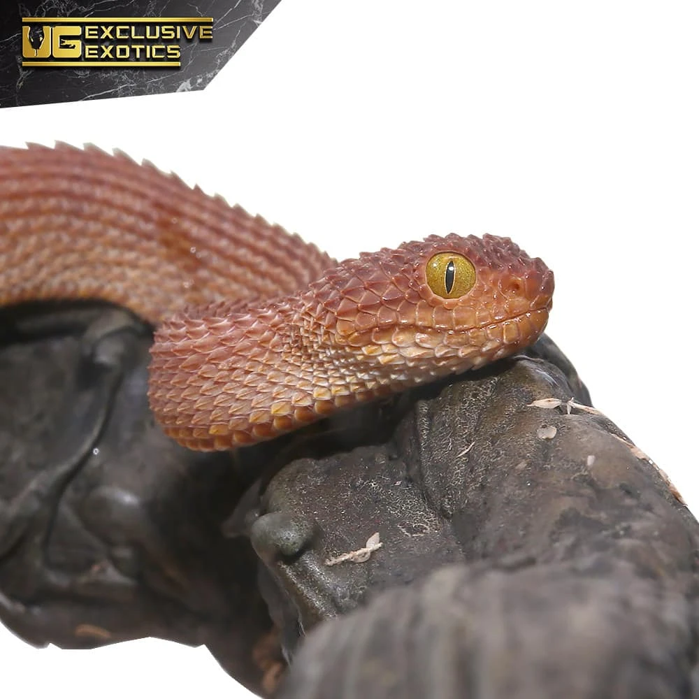 Baby Red Patternless Squamigera Bush Viper - Image 4