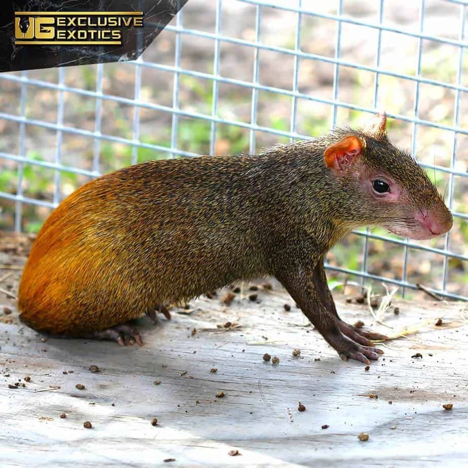 Red Rumped Agouti - Image 3