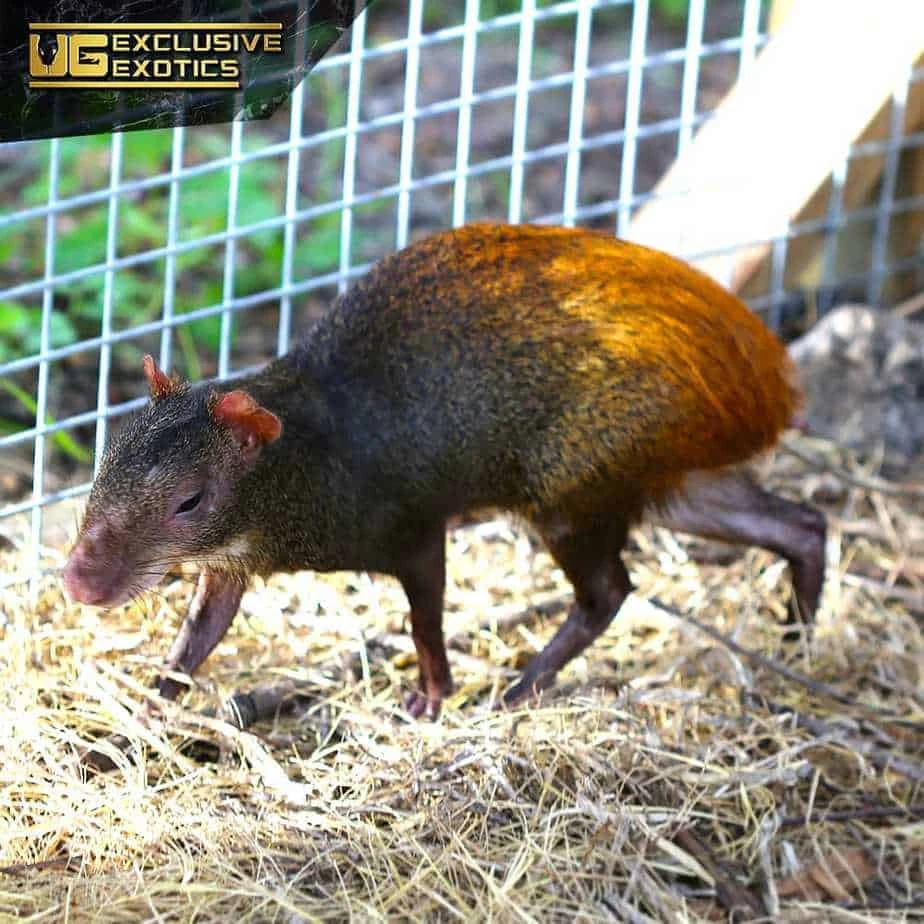 Red Rumped Agouti - Image 2
