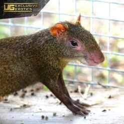 Red Rumped Agouti