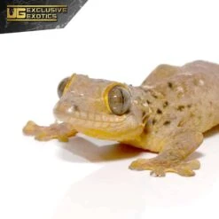 Saint Martin Giant Spotted Gecko