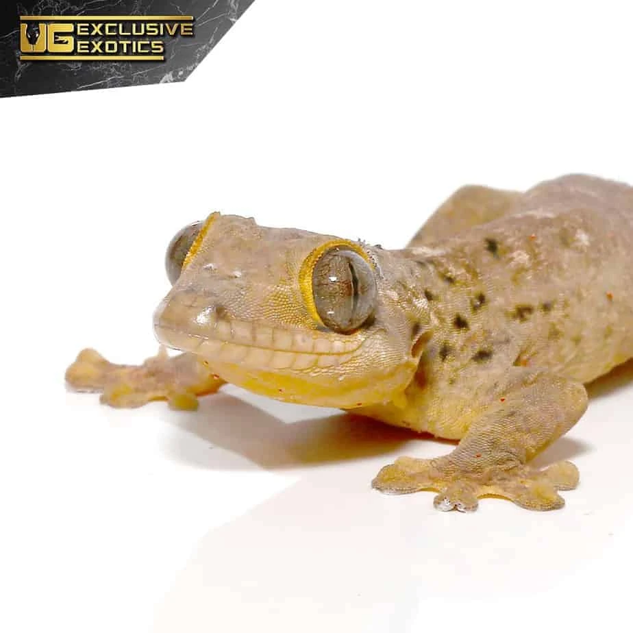 Saint Martin Giant Spotted Gecko