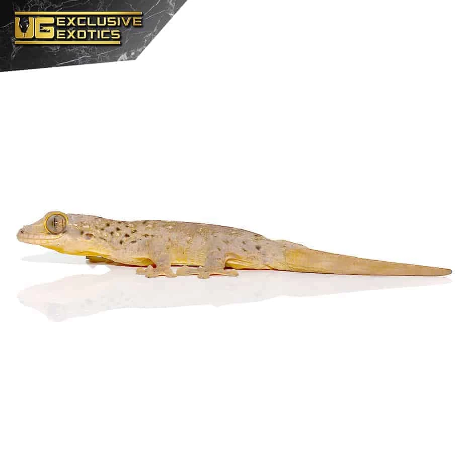 Saint Martin Giant Spotted Gecko - Image 3