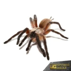 Socotra Island Blue Baboon Tarantula (2.25”)