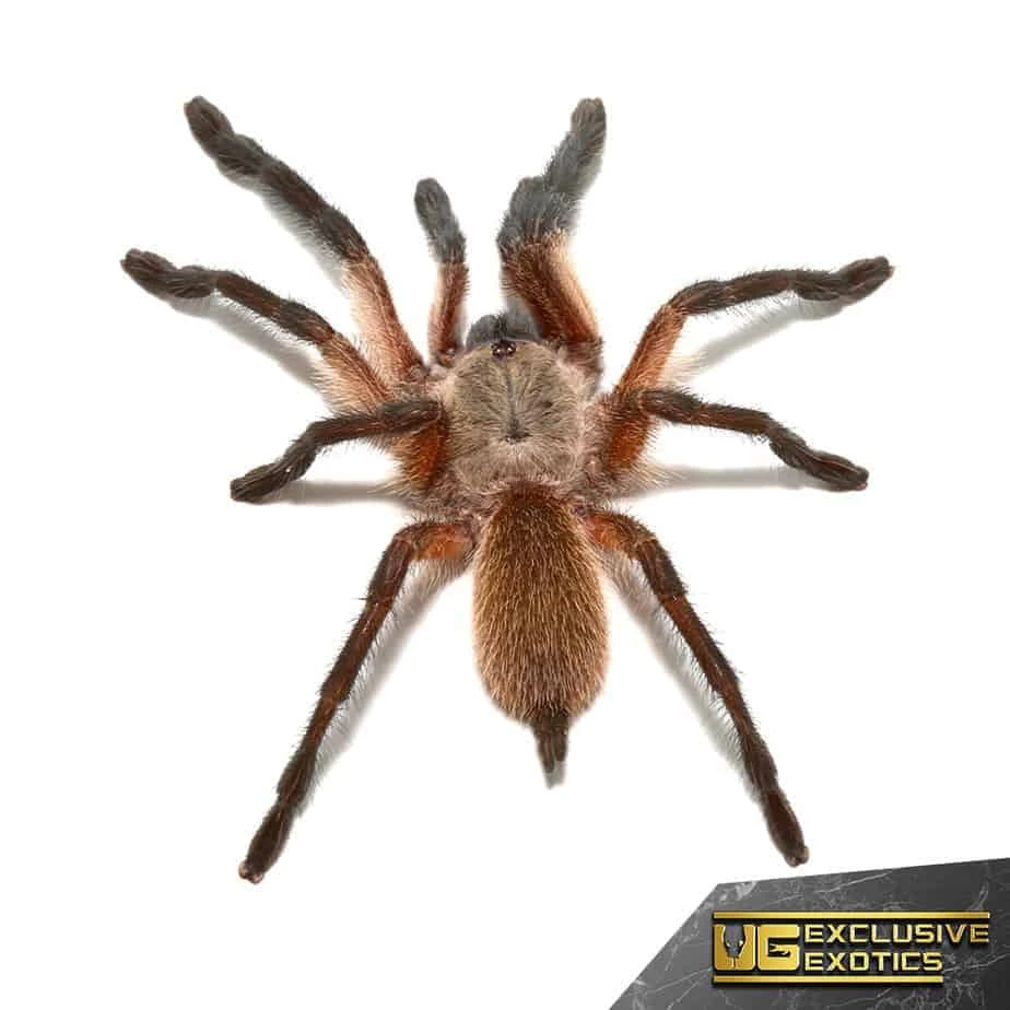 Socotra Island Blue Baboon Tarantula (2.25β) - Image 2