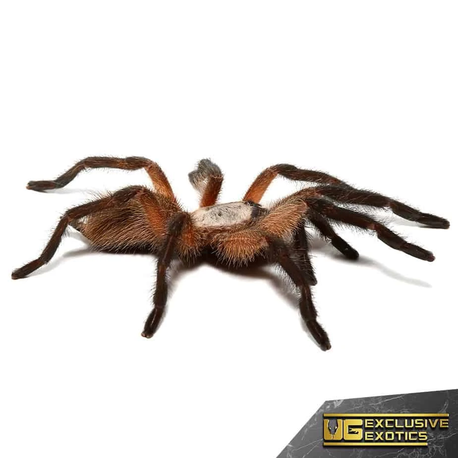 Socotra Island Blue Baboon Tarantula (2.25β) - Image 4