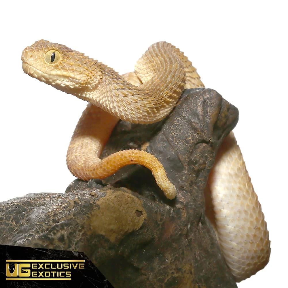 Baby Tan Squamigera Bush Viper - Image 4