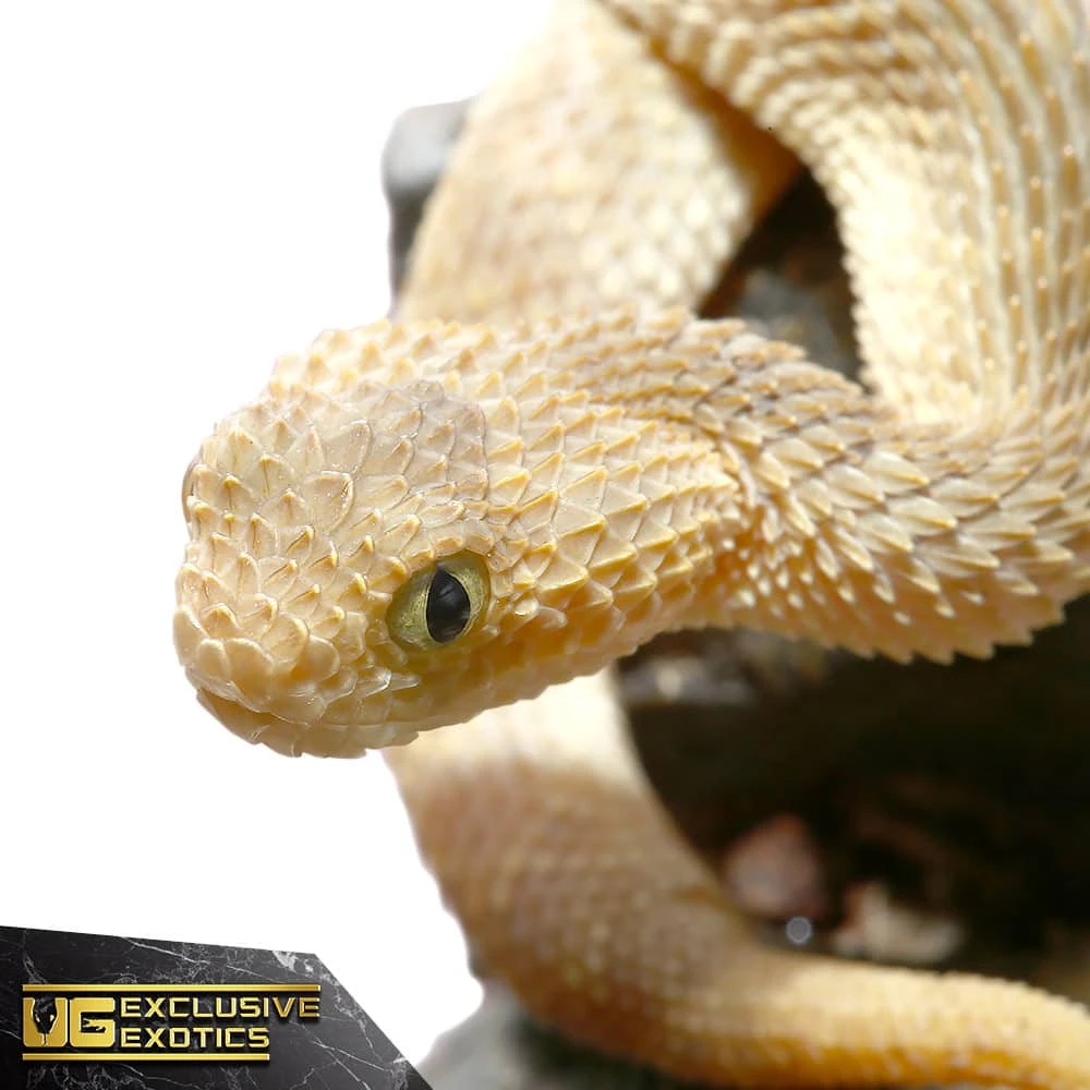 Baby Tan Squamigera Bush Viper - Image 3