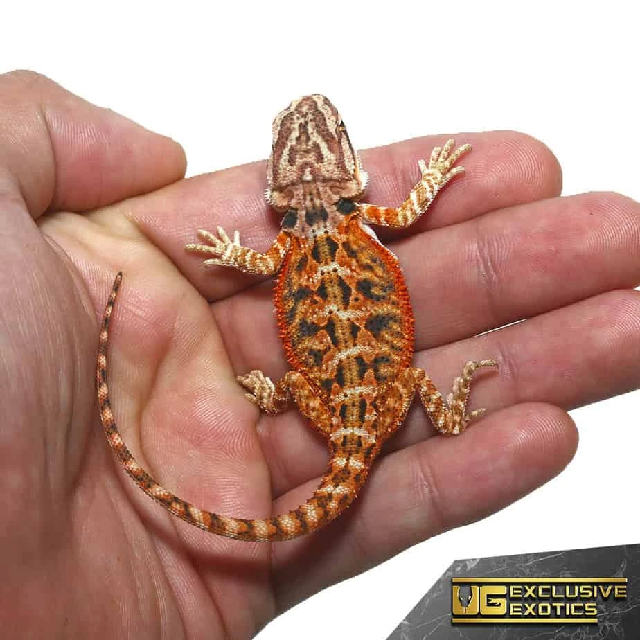 Baby Twin Flame Bearded Dragon - Image 3