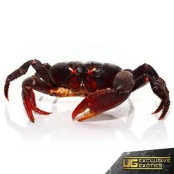 Zombie Crab