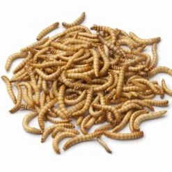 Giant Mealworms