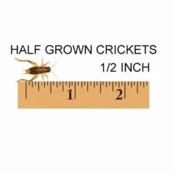 Half Grown, 1/2 Inch Feeder Crickets