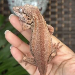 “Hart” Adult Male Gargoyle Gecko
