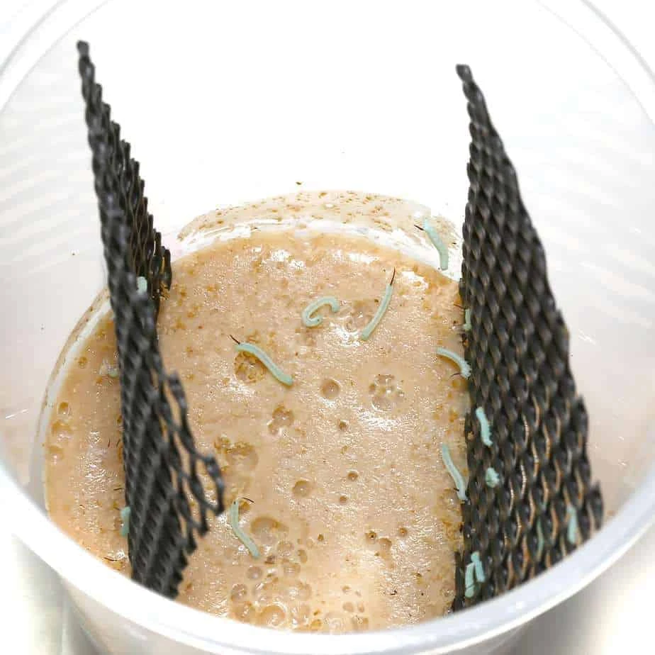 Hornworms (larvae) - Image 4