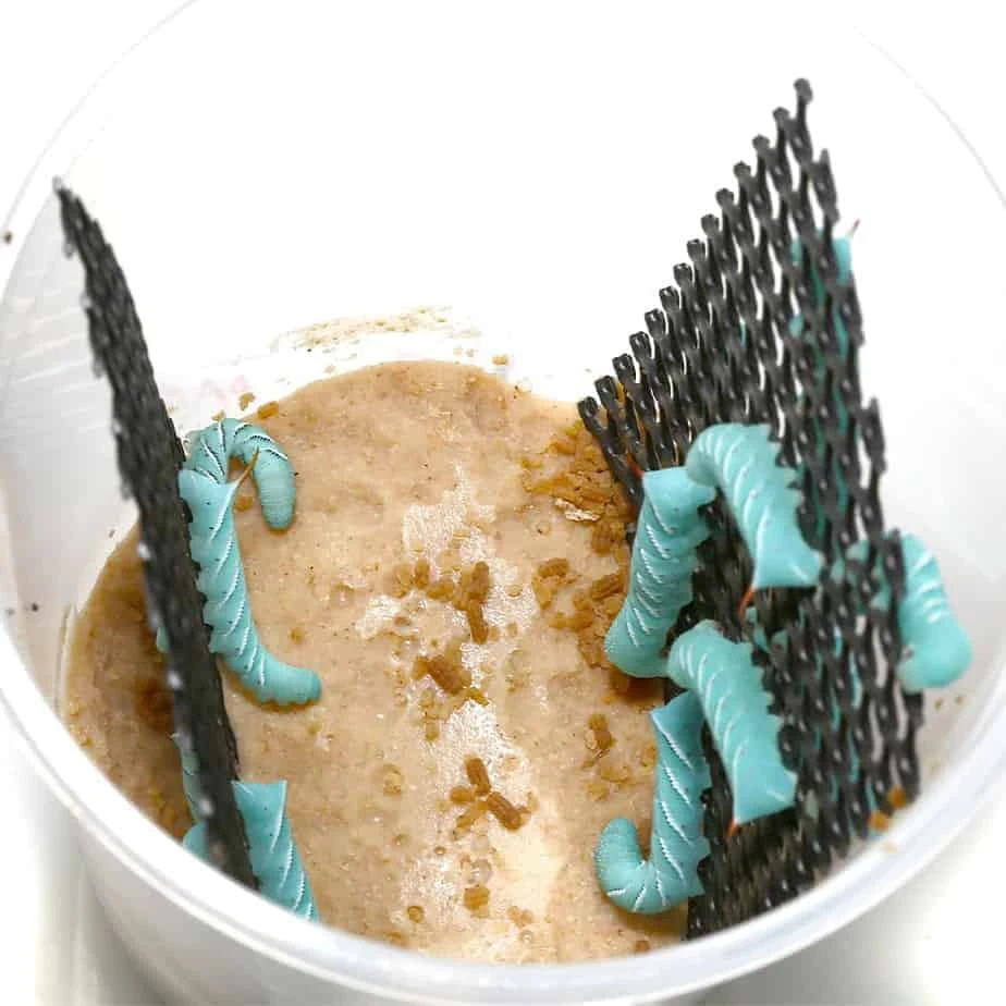 Hornworms (larvae) - Image 3