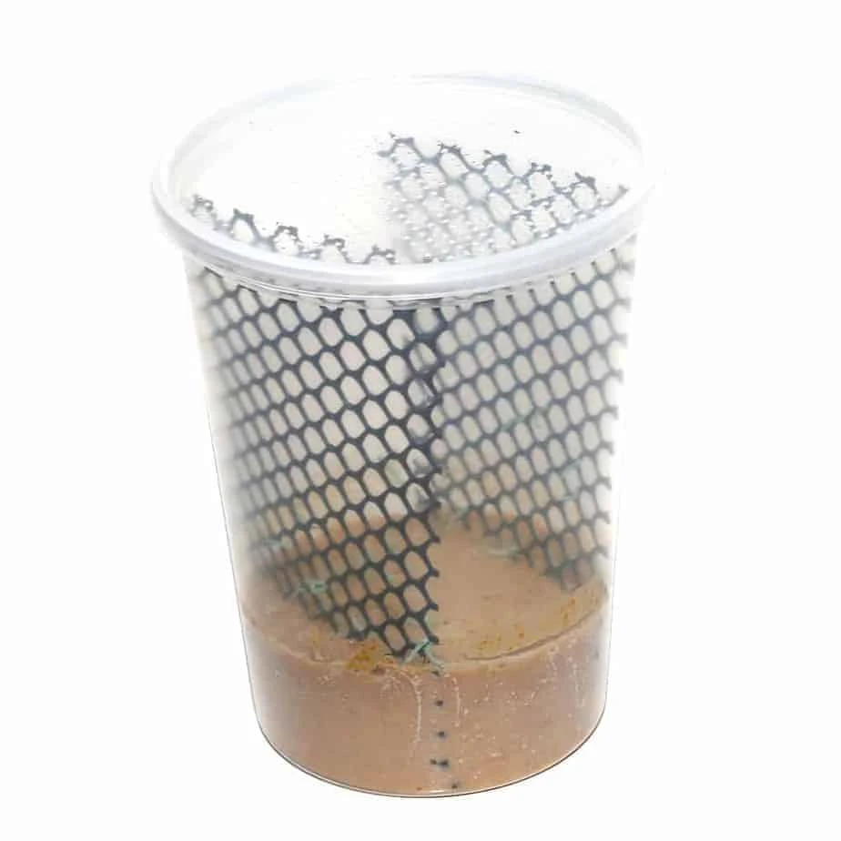 Hornworms (larvae) - Image 6