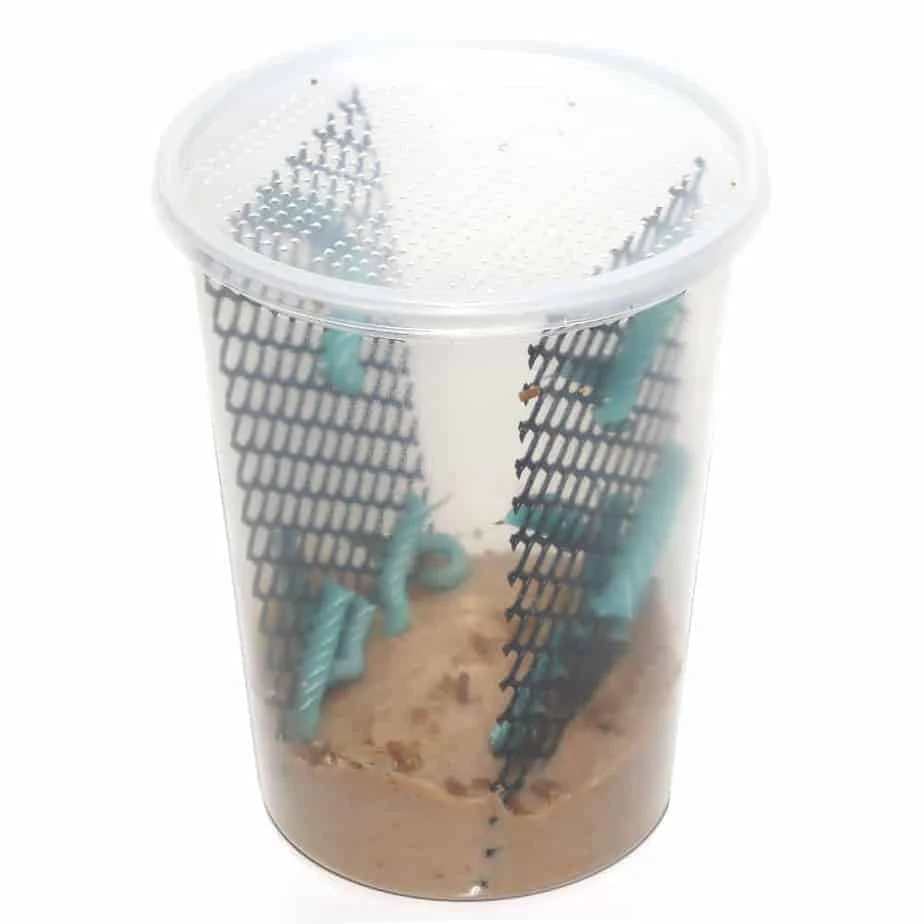 Hornworms (larvae) - Image 2