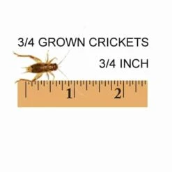 3/4 Grown, 3/4 Inch Feeder Crickets
